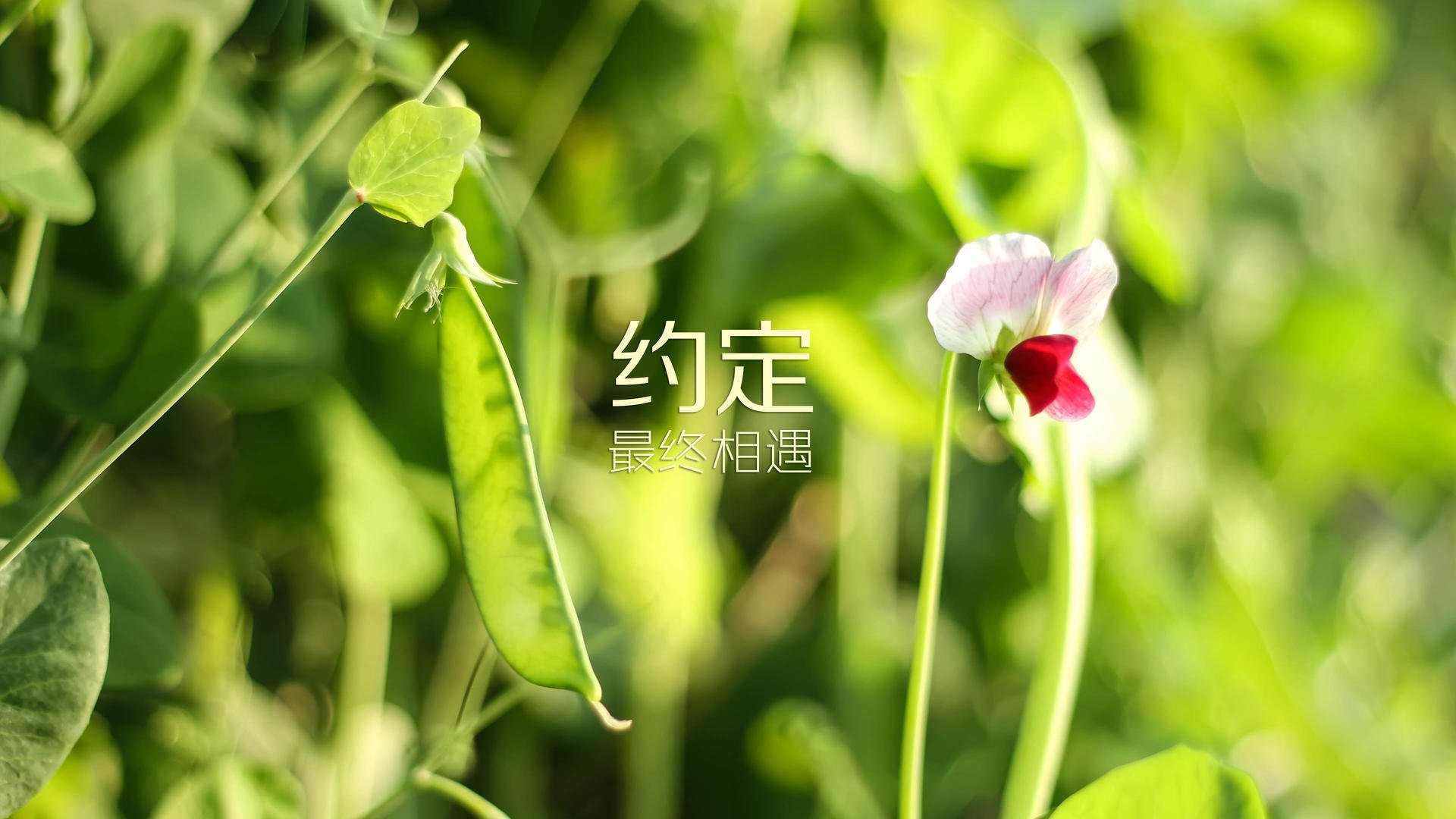 德国女将仰泳反应速度优于预期，女子仰泳世界排名