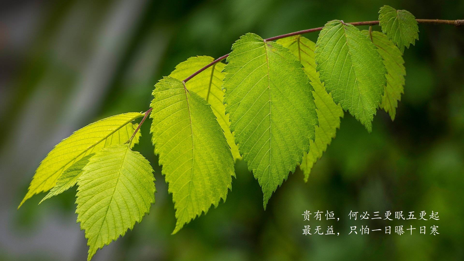 跳水技术全面突尼斯稳步向前，跳水全程